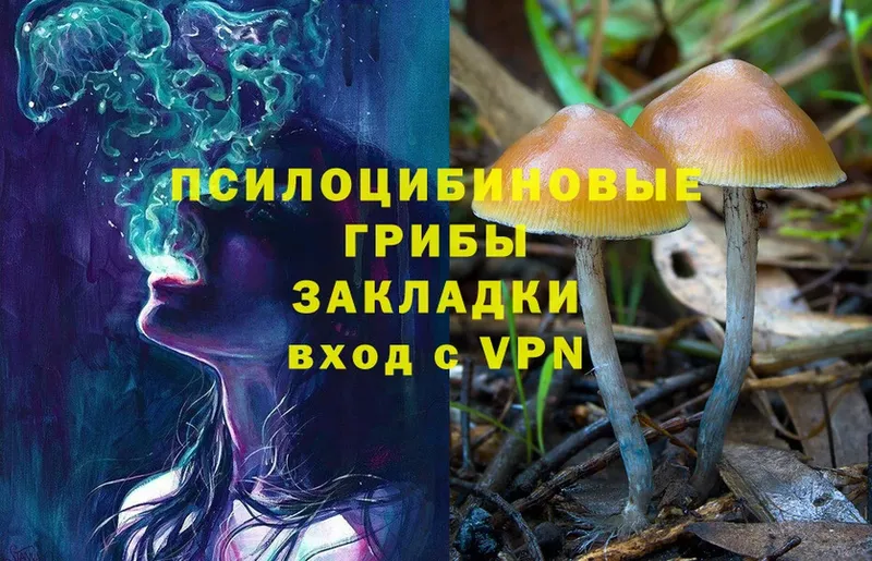 наркота  Конаково  Псилоцибиновые грибы Psilocybe 